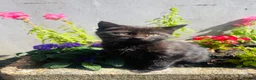 Mixed Breed cats for sale: Gorgeous black farm kitten - Advert 1