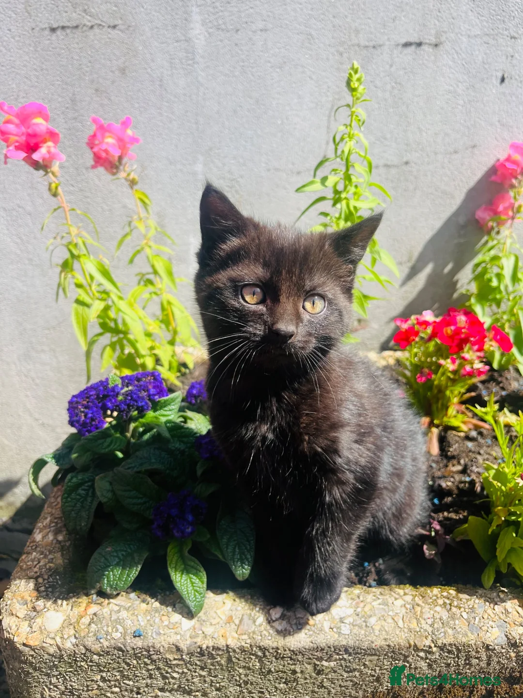 Mixed Breed cats for sale: Gorgeous black farm kitten - Advert 1