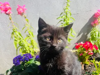 Mixed Breed cats Gorgeous black farm kitten - Advert 5