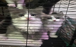 British Longhair cats for sale: Grey cute British Longhair male  - Image 1