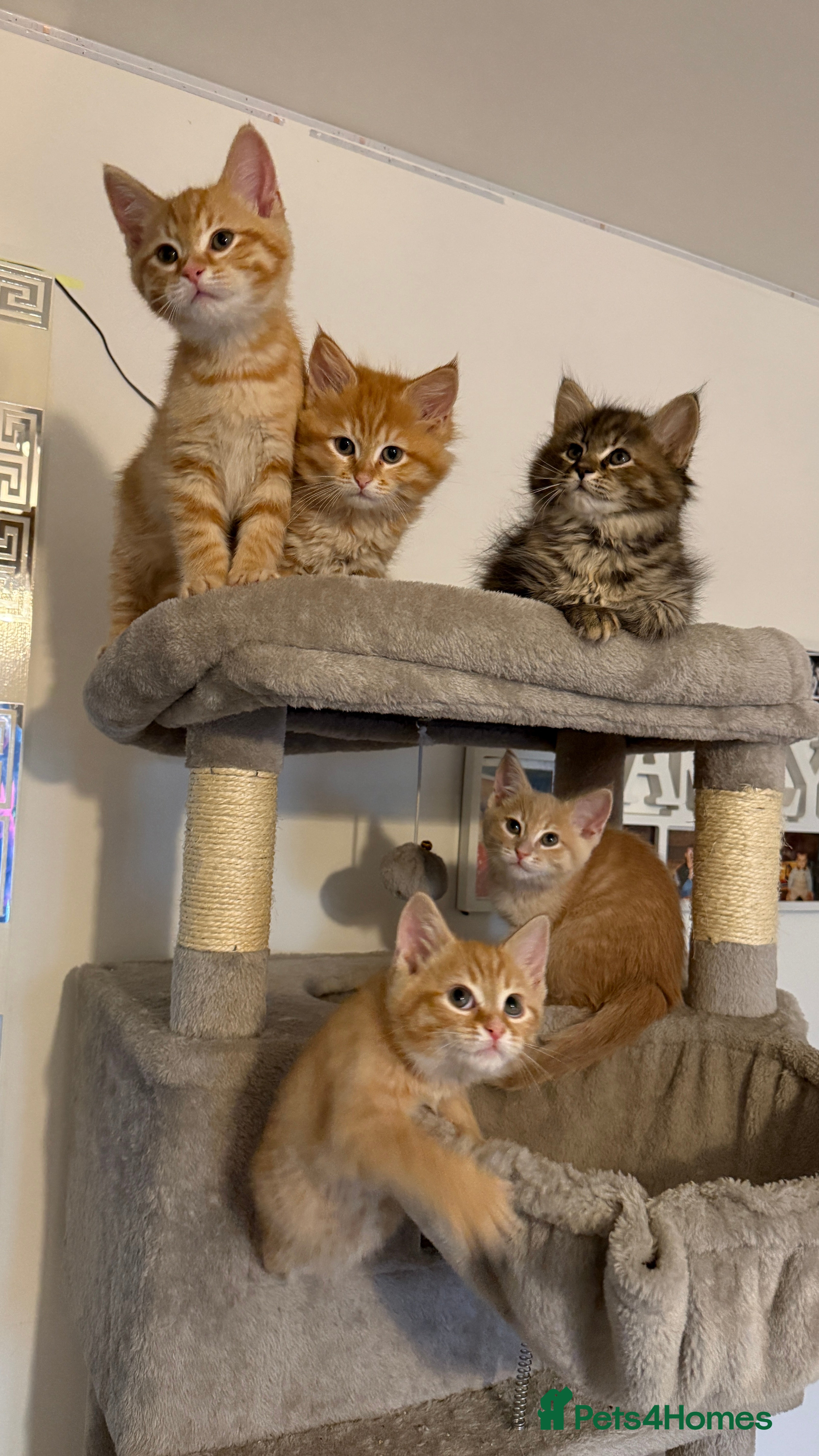 Mixed Breed cats Siberian mix kitten-Beautiful Ginger girls - Advert 1