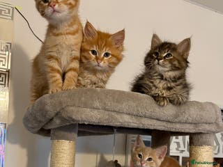 Mixed Breed cats Siberian mix kitten-Beautiful Ginger girls - Advert 2