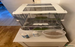 Budgerigars birds for sale: PAIR OF YOUNG BUDGIES - Image 2