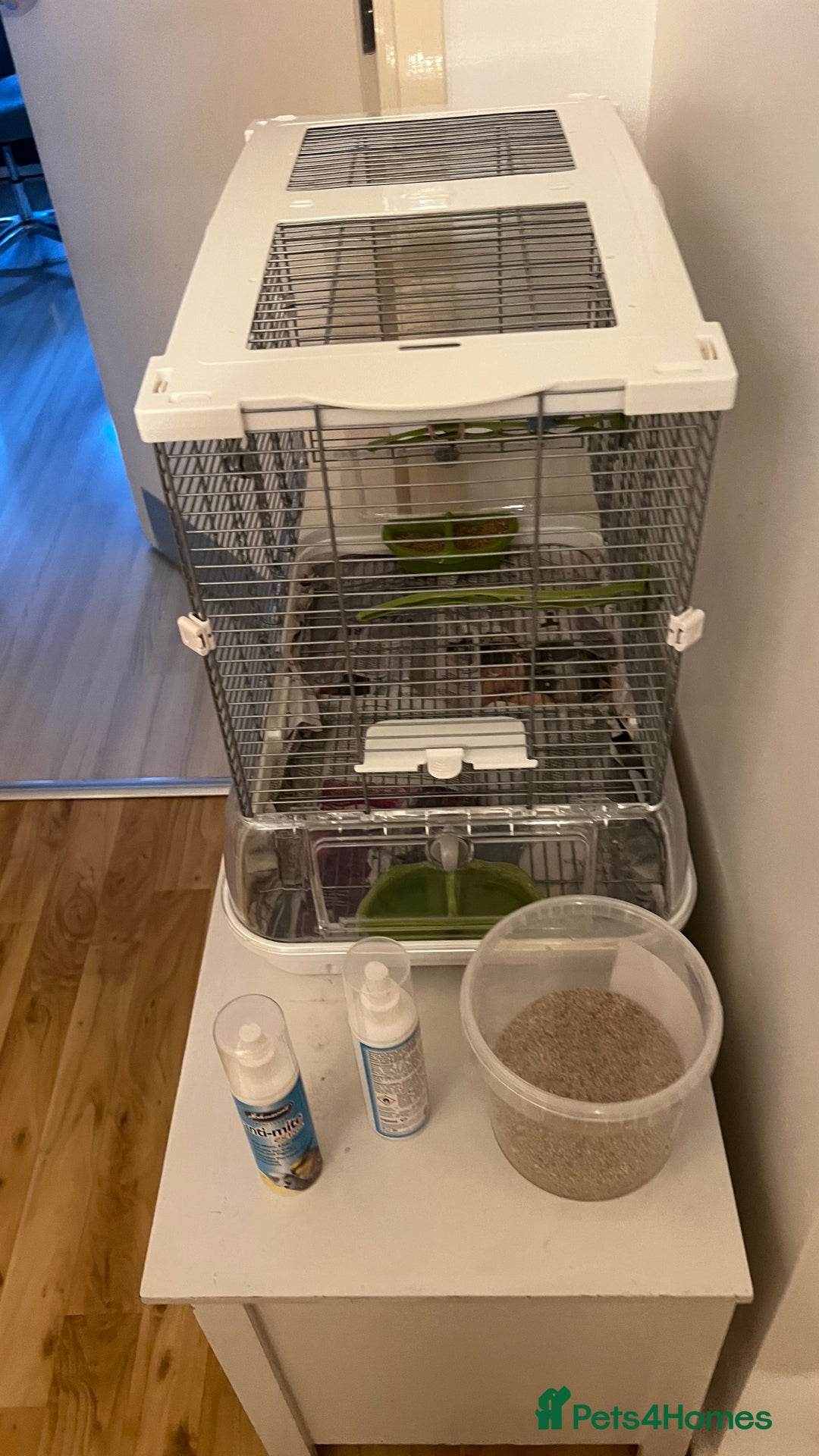 Budgerigars birds for sale: PAIR OF YOUNG BUDGIES - Image 2