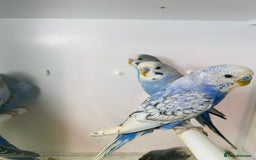 Budgerigars birds for sale: Stunning baby rainbow/pied budgies  in Luton - Image 24