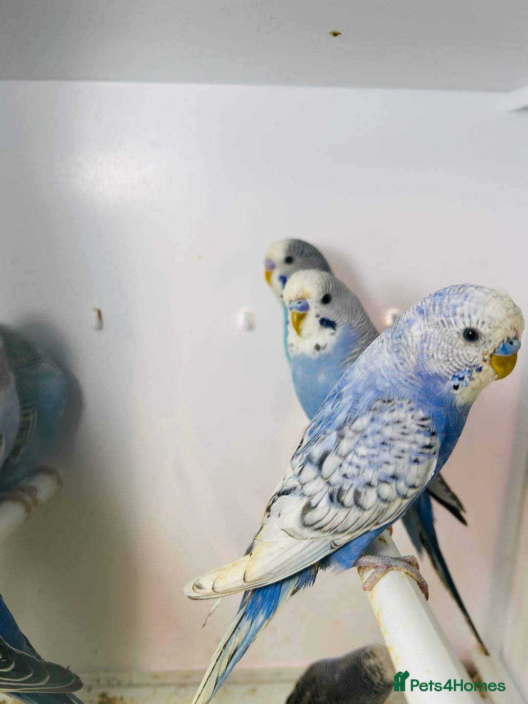 Budgerigars birds for sale: Stunning baby rainbow/pied budgies  in Luton - Image 24