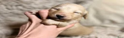 Miniature Dachshund dogs for sale: KC Longhaired Cream Miniature Dachshund Puppies - Advert 5