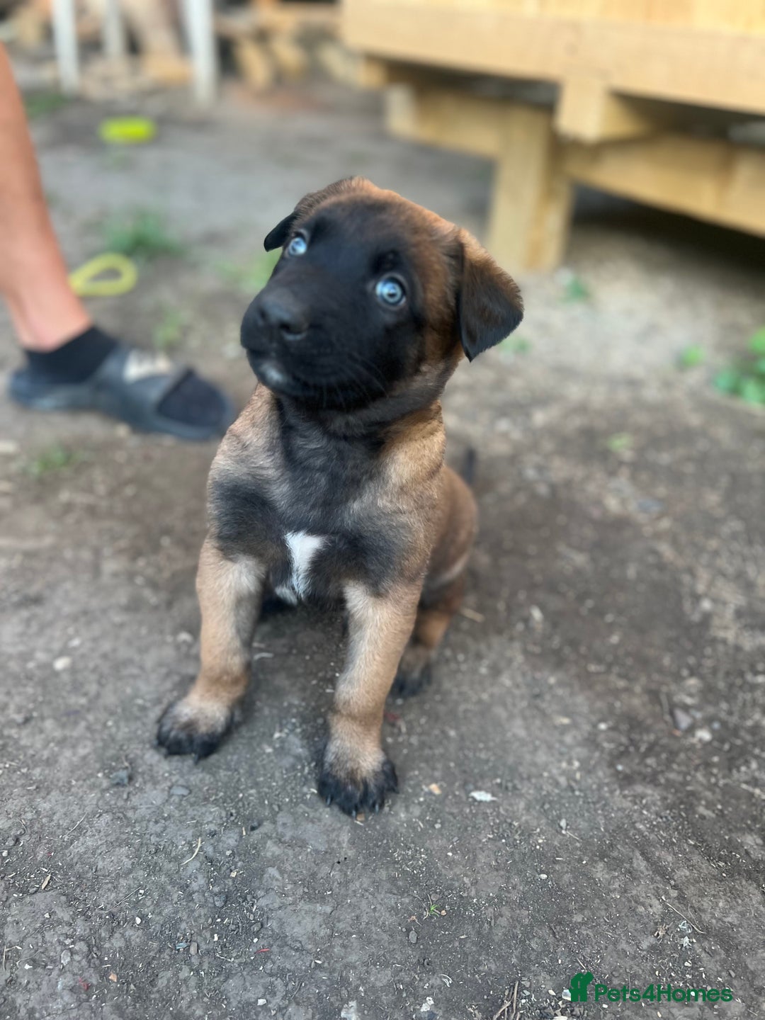 Belgian Shepherd Dog dogs for sale: Malinois puppies. Mother FCI/Father working dog - Image 8