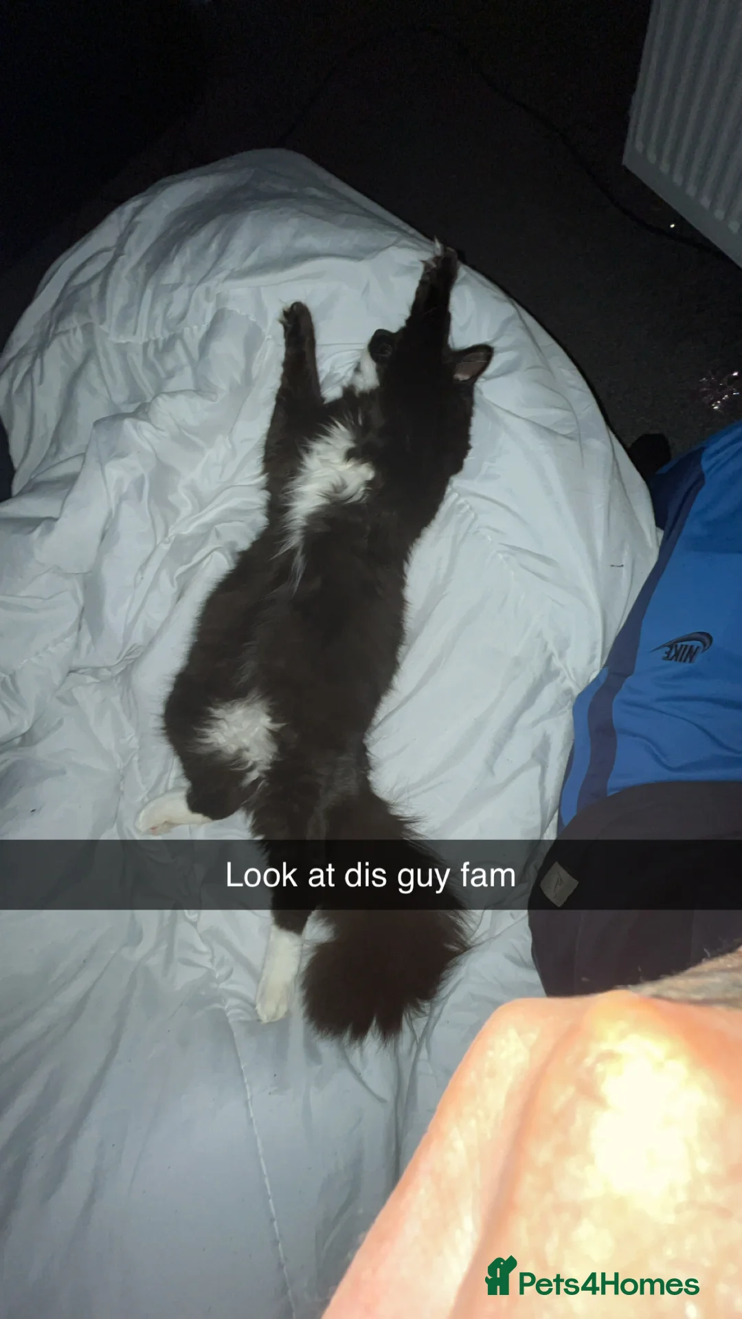 British Shorthair cats for sale: Ikraam - Advert 6