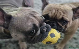 French Bulldog dogs for sale: Frank&fred - Image 7
