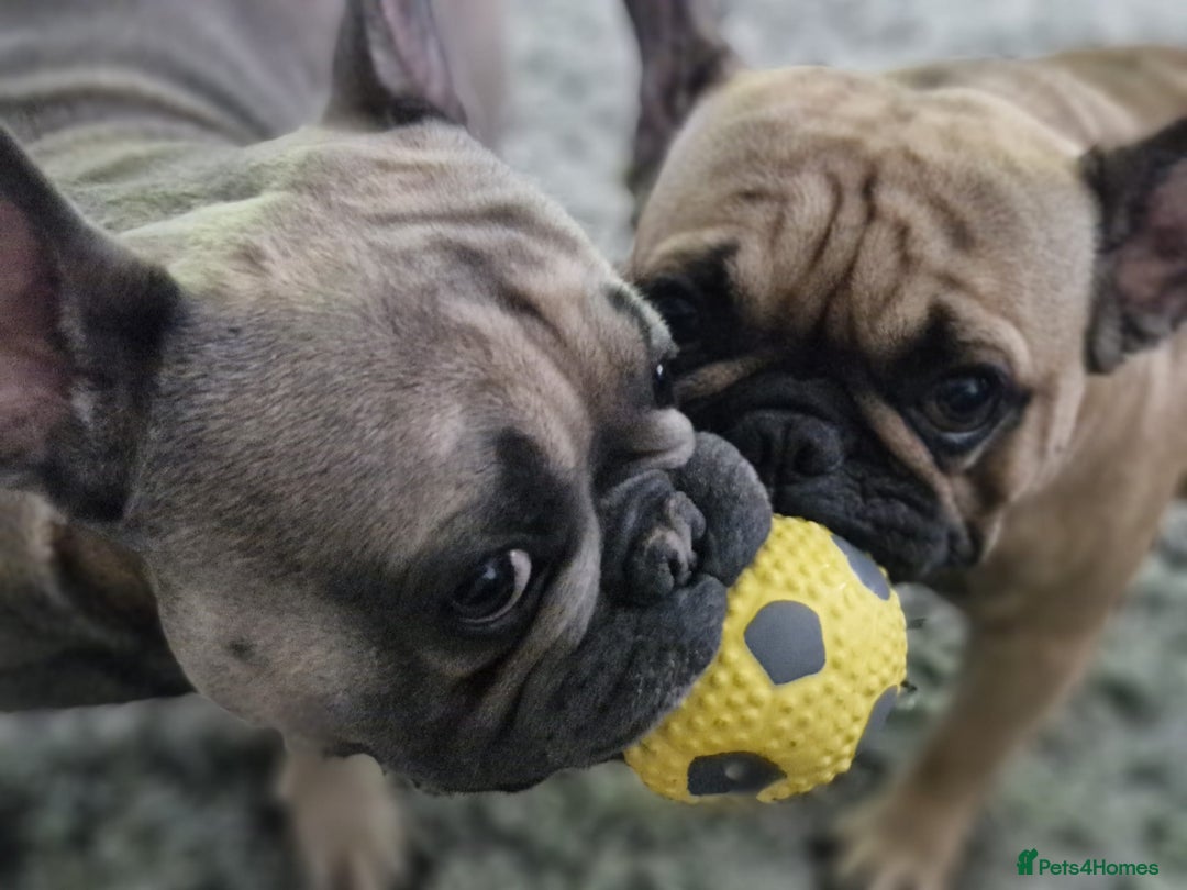 French Bulldog dogs for sale: Frank&fred - Image 7