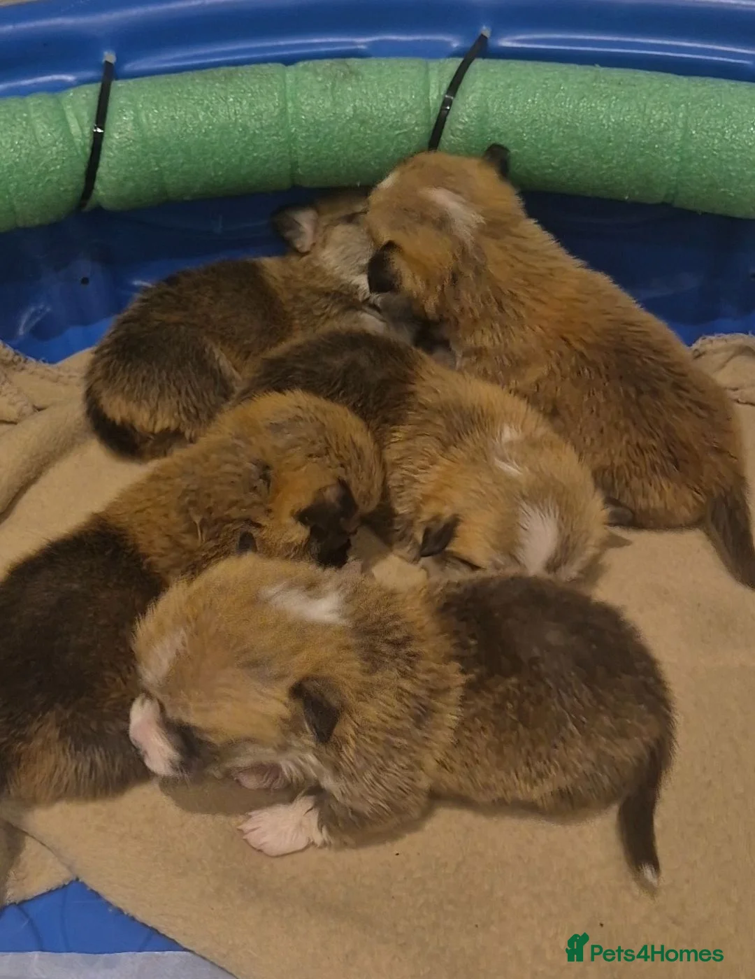 Welsh Corgi Pembroke dogs for sale: Welsh Pembroke Corgi puppy's for sale - Advert 2