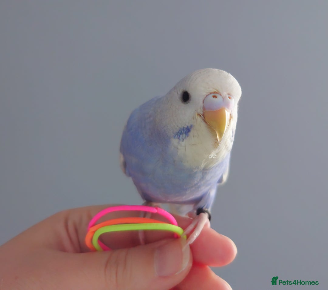 Budgerigars birds for sale: Hand reared silly tame baby budgies  - Image 19