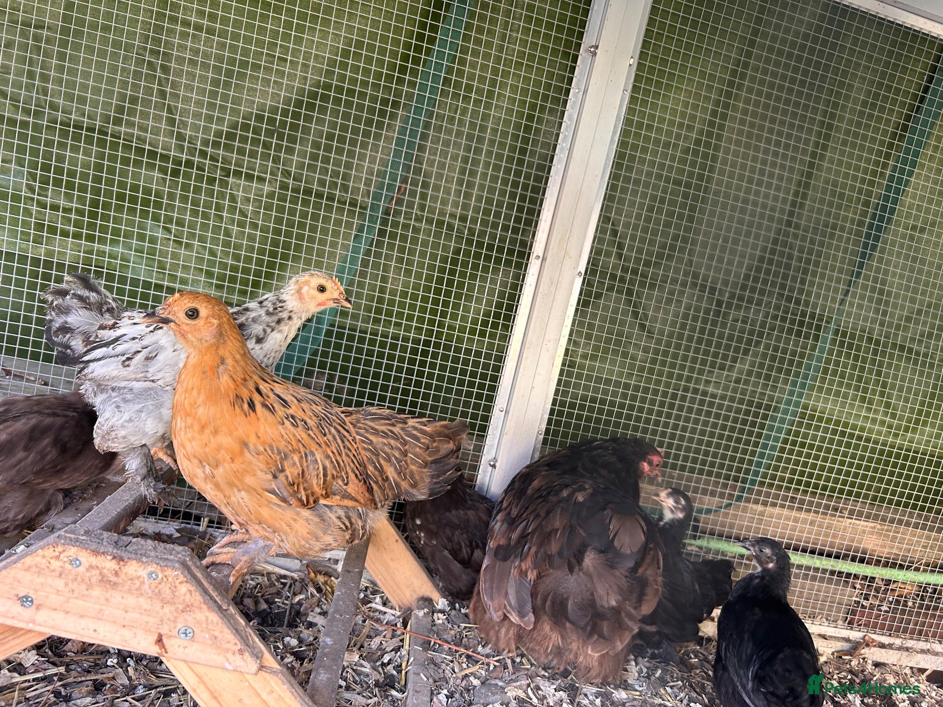 Chickens poultry for sale: Silkie and pekin chicks 8/9 weeks old  - Advert 9