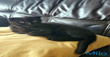 Mixed Breed cats - Advert 5