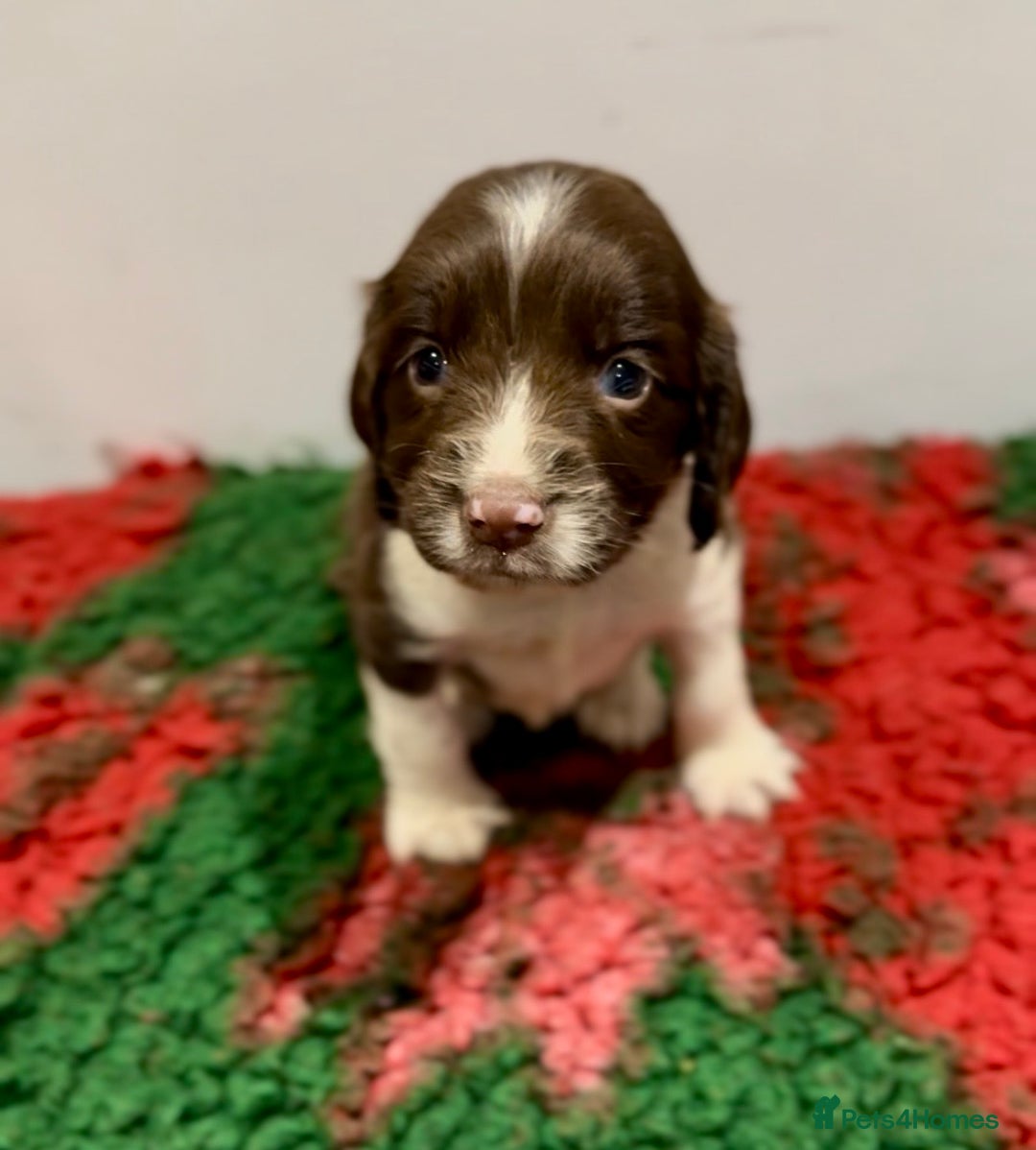 English Springer Spaniel dogs for sale: KC Working English springer spaniel puppies - Advert 19