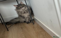 Maine Coon cats for sale: Maine coon  - Image 1