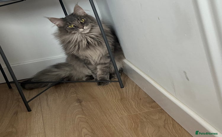 Maine Coon cats - Advert 3