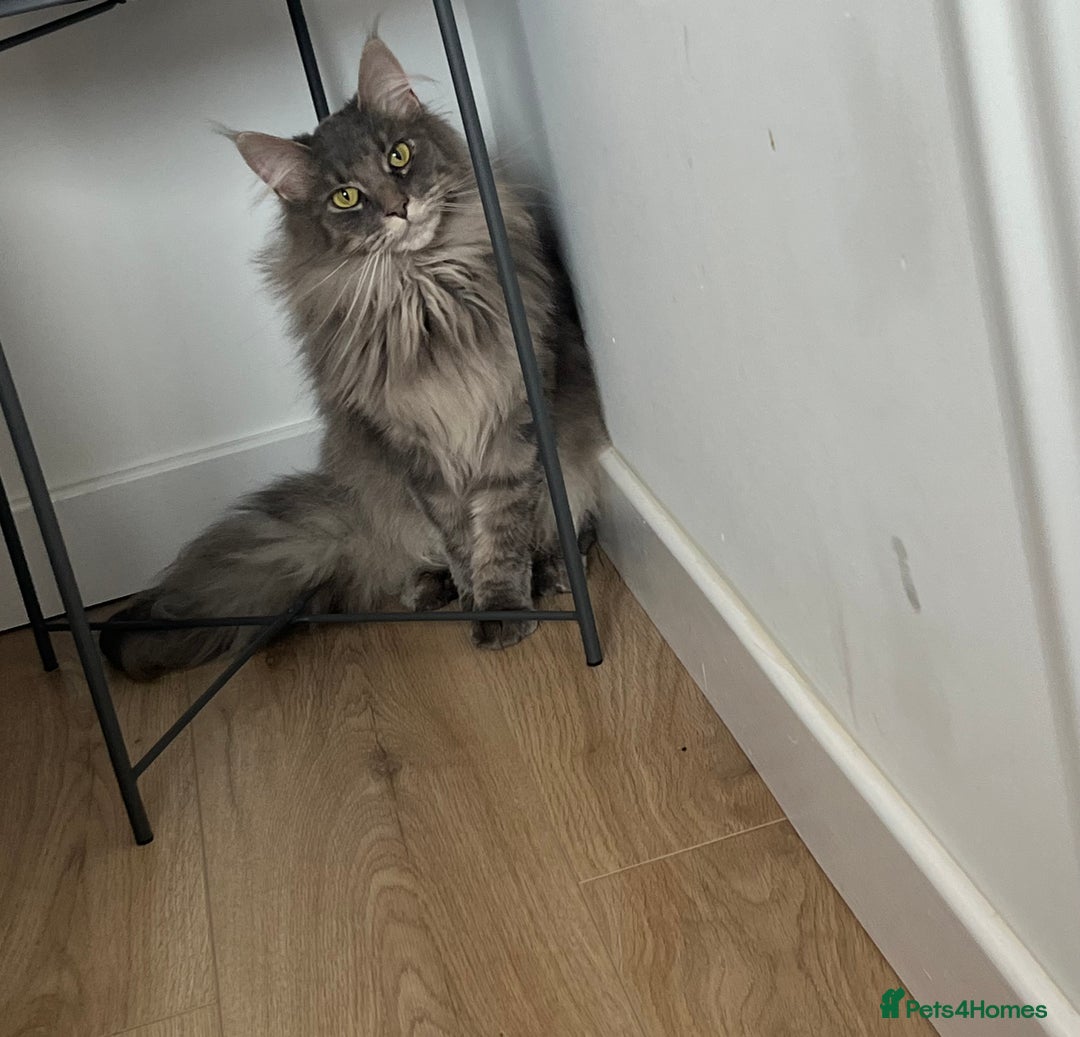 Maine Coon cats for sale: Maine coon  - Image 1