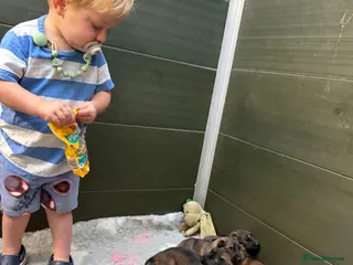 German Shepherd dogs Super Special Unique German Shepard Puppies - Advert 8