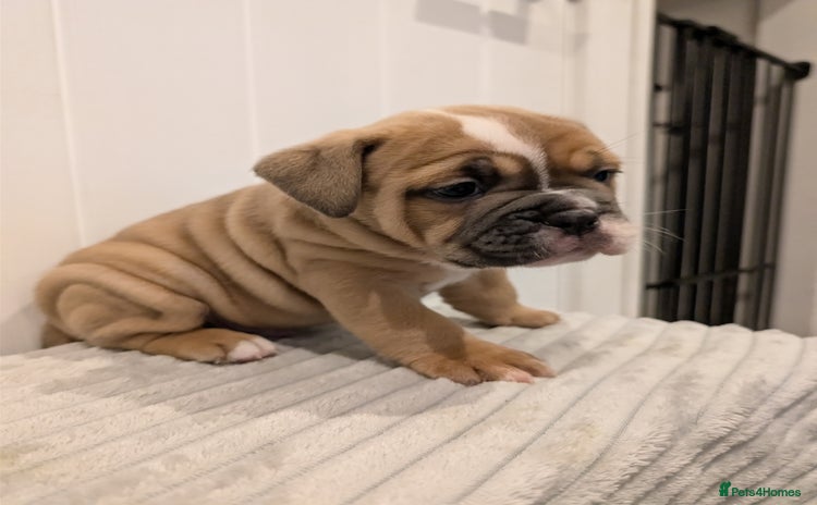 Old Tyme Bulldog dogs - Advert 1