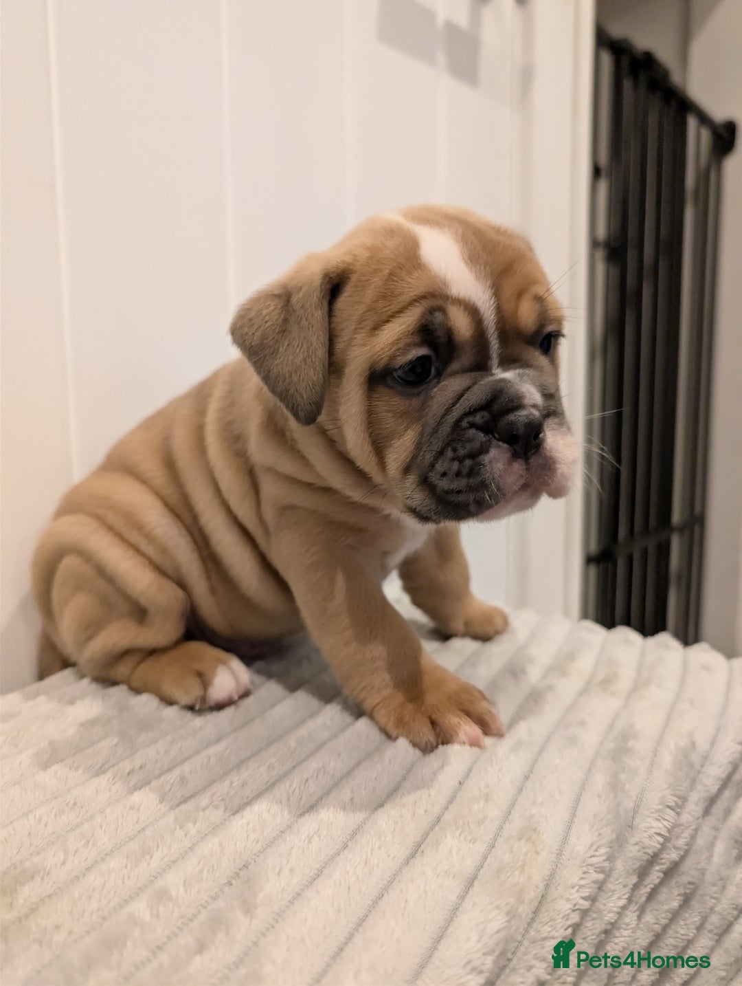 Old Tyme Bulldog dogs for sale: Kyro & Lyla Litter Old Tyme Old English Bullgdog - Image 3