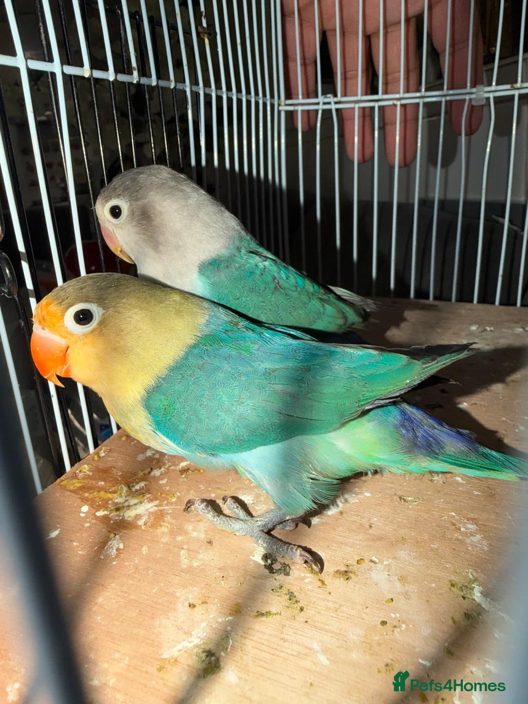 Lovebirds birds for sale: Young pair of lovebird - Advert 1