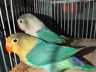 Lovebirds birds Young pair of lovebird - Advert 1