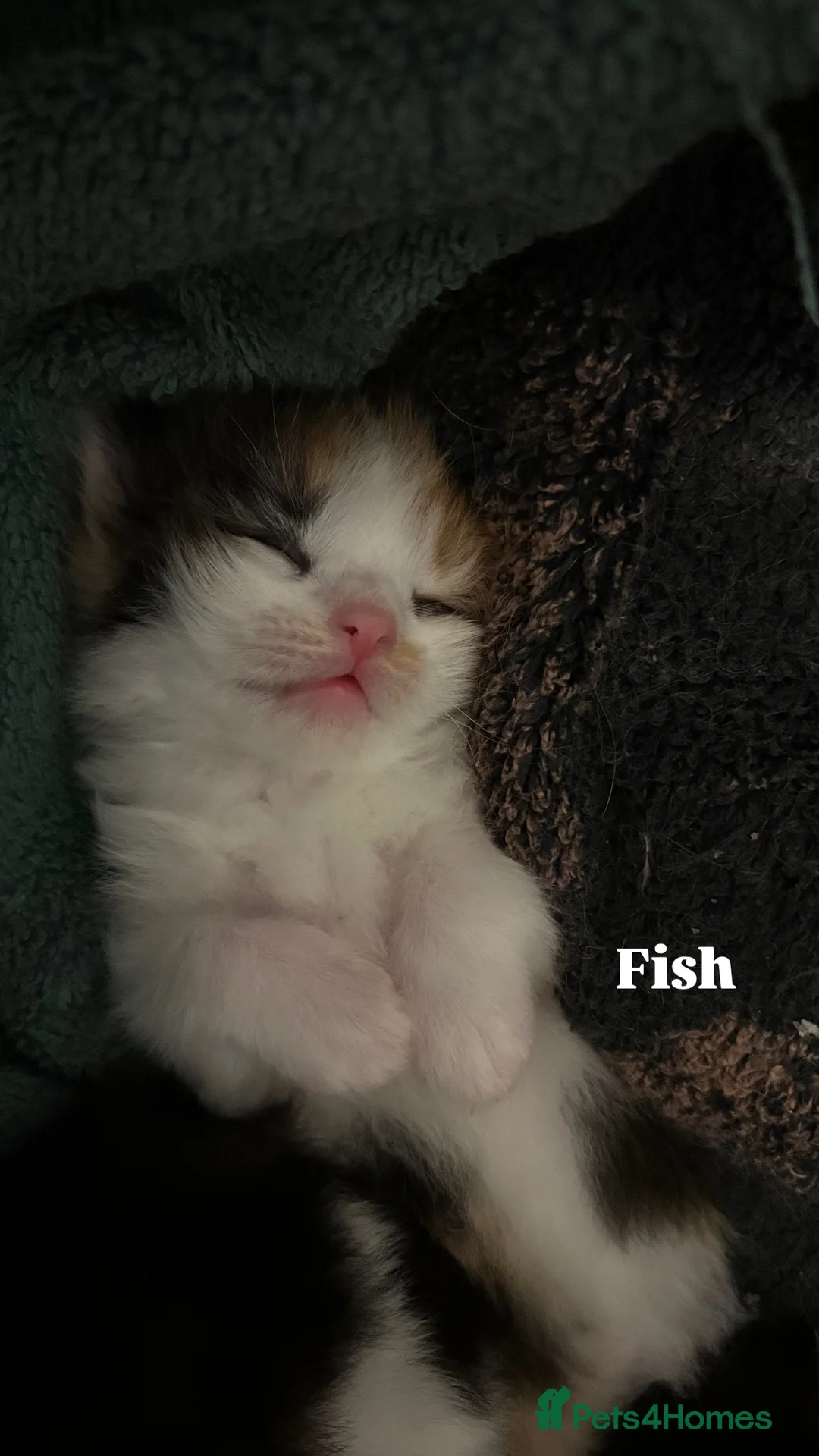 Ragdoll cats for sale: Ragdoll cross kittens | 3 Female | 1 Male - Advert 13