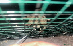 Sugar Glider rodents for sale: Male and female sugar gliders  - Image 3
