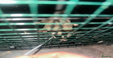 Sugar Glider rodents - Advert 10