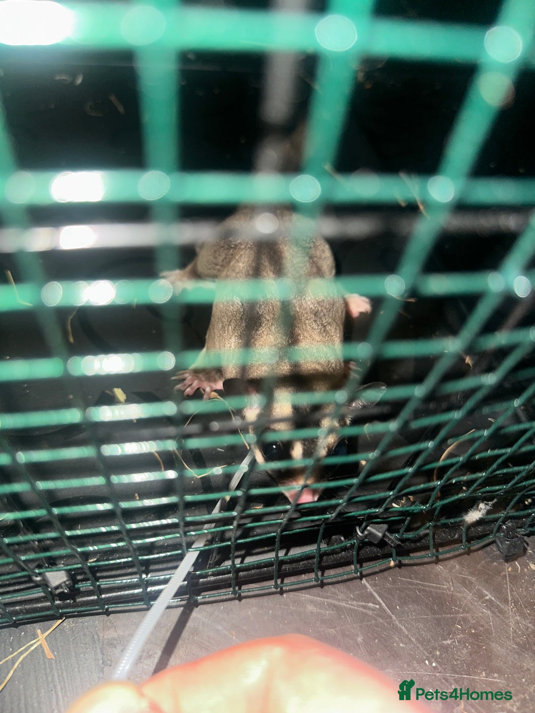 Sugar Glider rodents for sale: Male and female sugar gliders  - Image 3