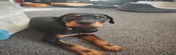 Rottweiler dogs for sale: A good boy - Advert 2