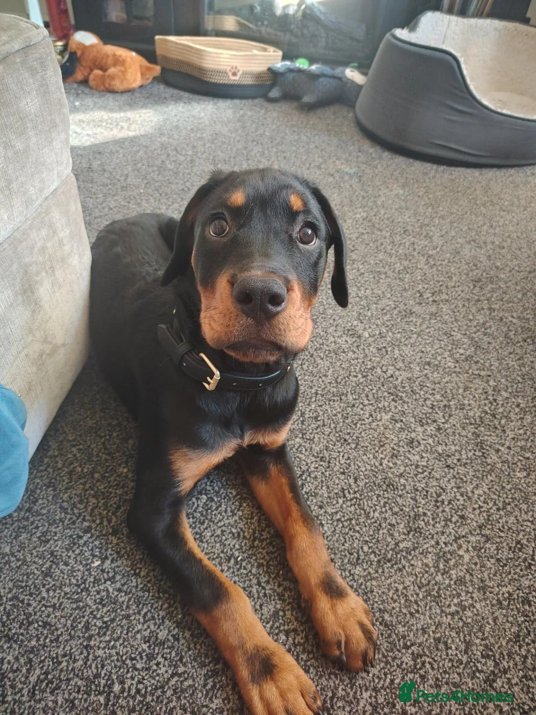 Rottweiler dogs for sale: A good boy - Advert 2
