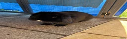 Mini Lop rabbits for sale: Black male mini lop & run/ home/ accessories  - Advert 1