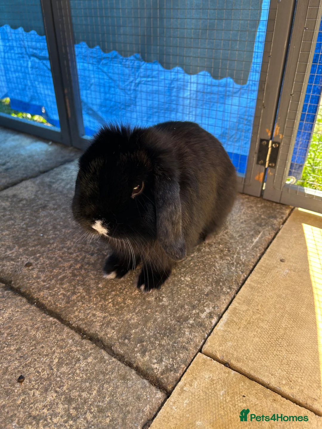 Mini Lop rabbits for sale: Black male mini lop & run/ home/ accessories  - Advert 1