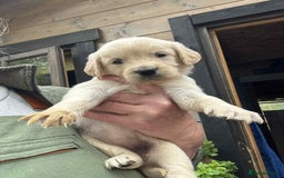 Golden Retriever dogs for sale: Golden retriever puppies - Image 3