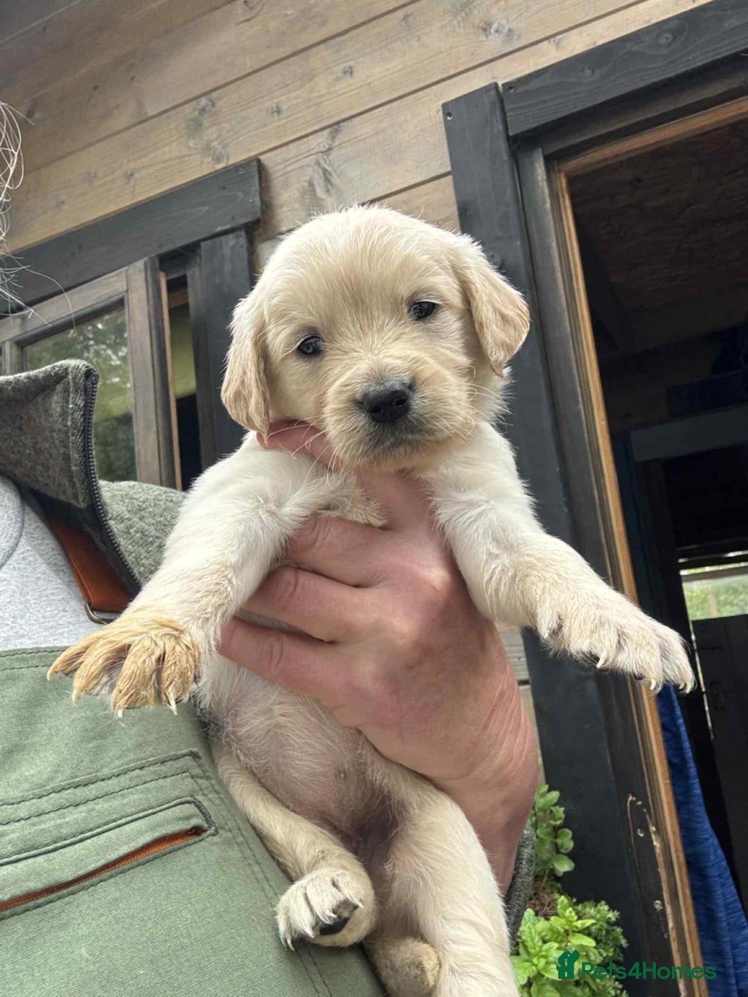 Golden Retriever dogs for sale: Golden retriever puppies - Image 3