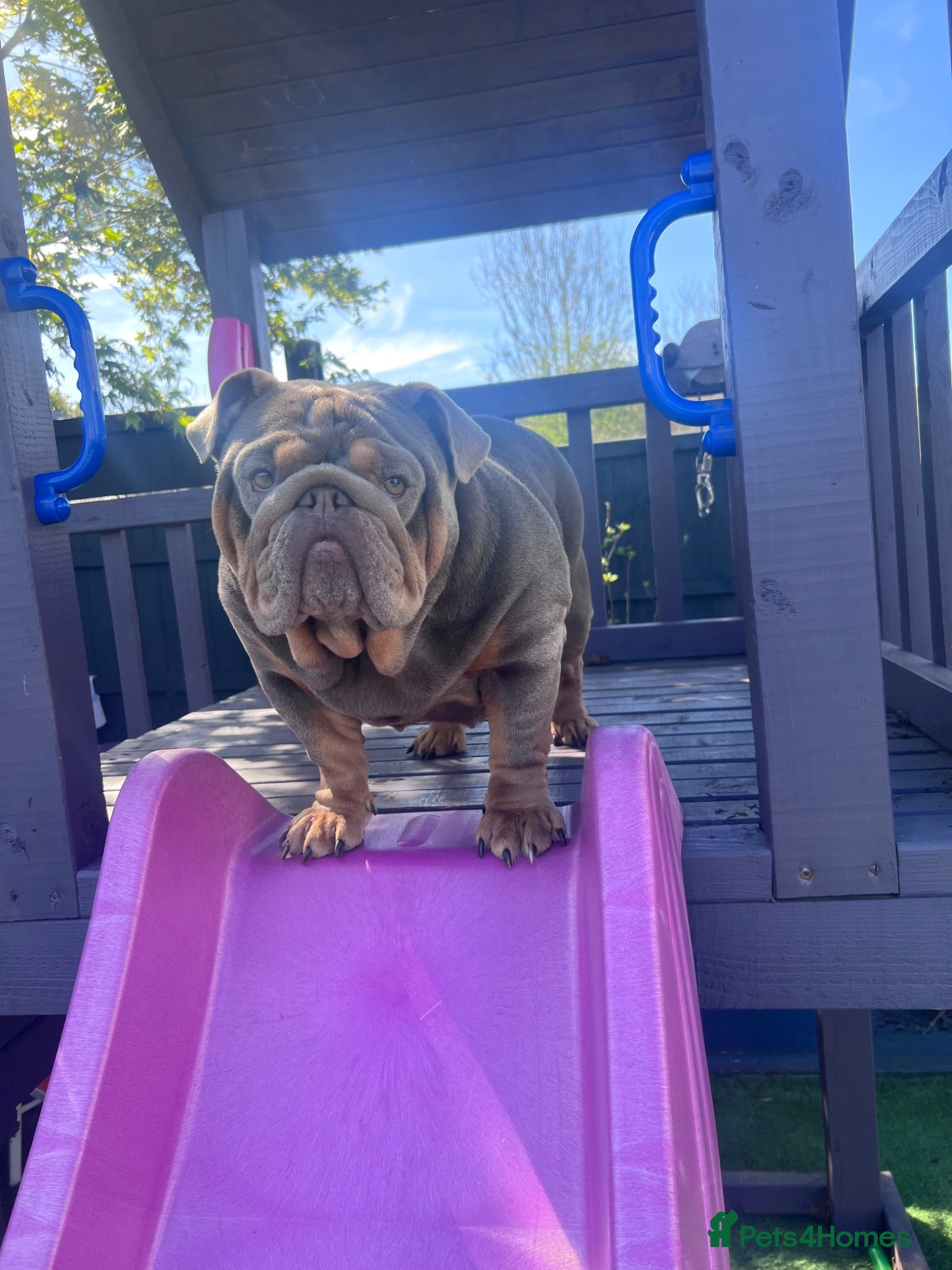 English Bulldog dogs 2 year old lilac Tan English Bulldog - Advert 1