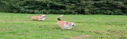 Welsh Corgi Pembroke dogs for sale: Corgi Puppies for Loving Homes – 1 Male, 1 Female - Advert 13