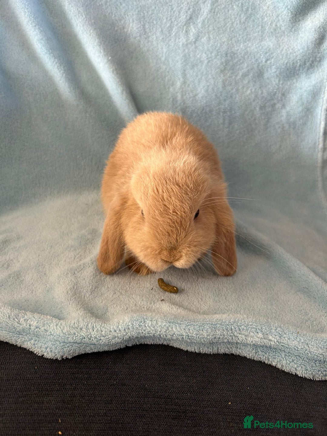 Mini Lop rabbits for sale: Pure Breed Mini Lop baby bunnies ready 1st Aug - Image 10