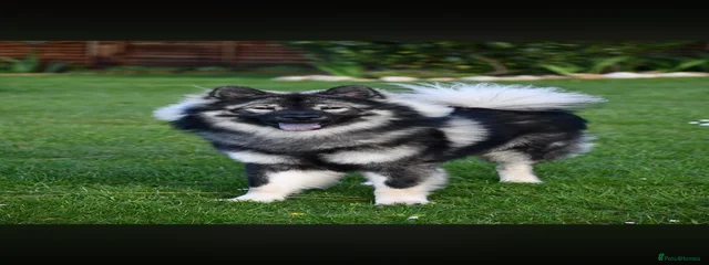 Torgal