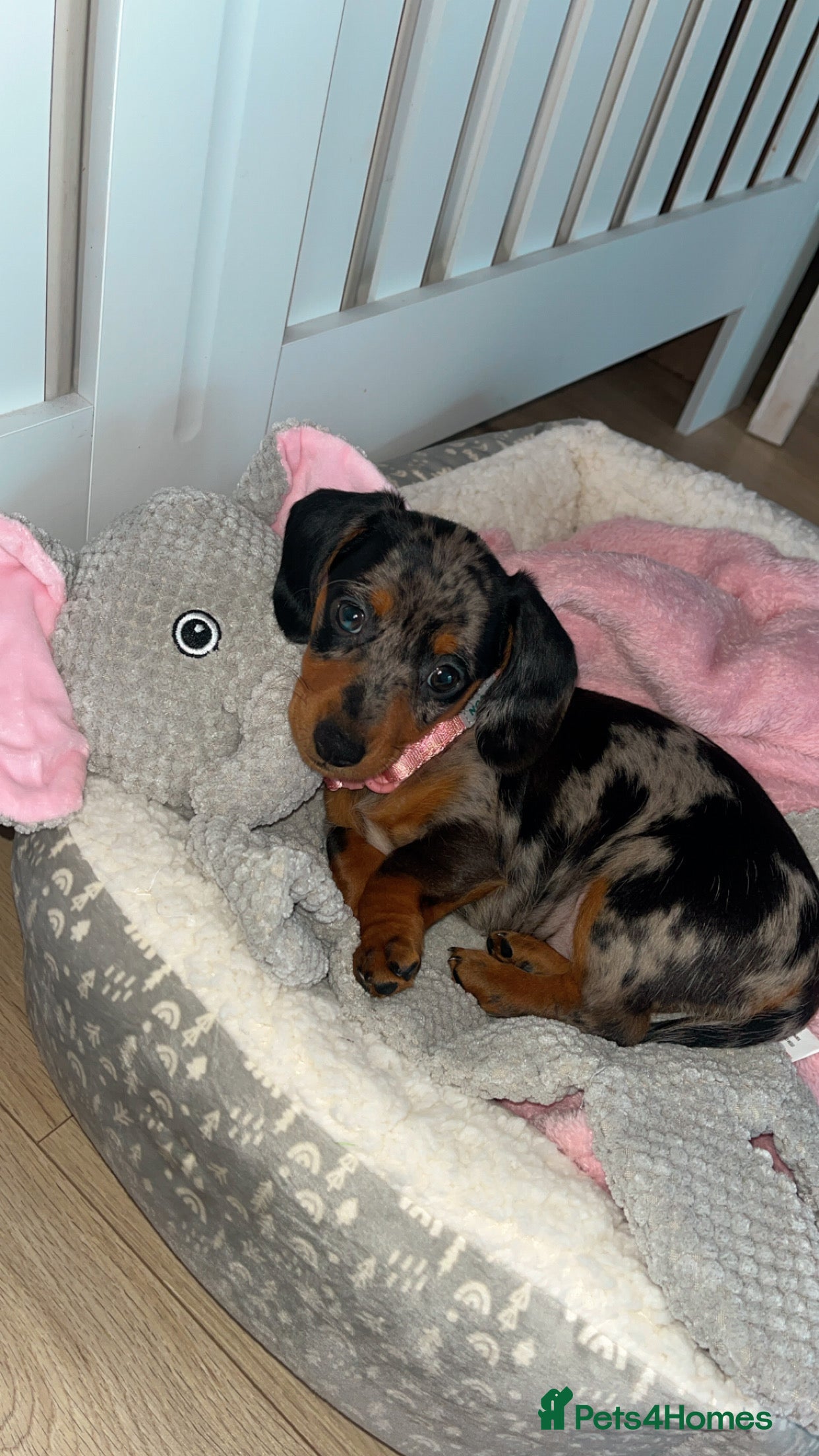 Miniature Dachshund dogs Miniature dachshund  in Nelson - Advert 2