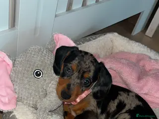 Miniature Dachshund dogs Miniature dachshund in Nelson - Advert 4