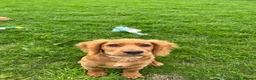 Cocker Spaniel dogs for sale: KC REGISTERED WORKING COCKER PUPPY  - Advert 5