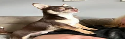 Chihuahua dogs for sale: Pure bred tiny chihuahua puppies  - Advert 18