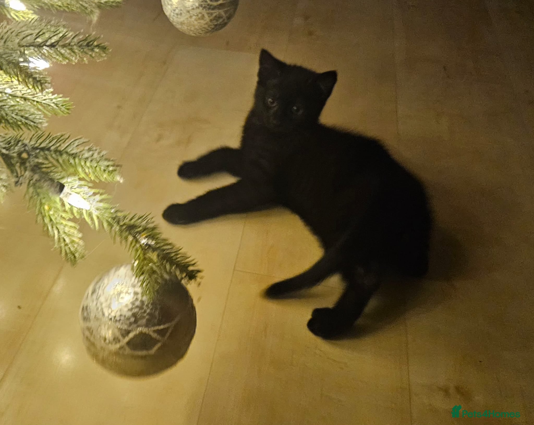 Maine Coon cats Maine coon cross kittens  - Advert 12