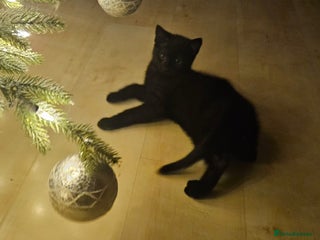 Maine Coon cats Maine coon cross kittens - Advert 12