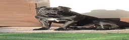 Cane Corso dogs for sale: Cane corso puppies  in Bromsgrove - Advert 2