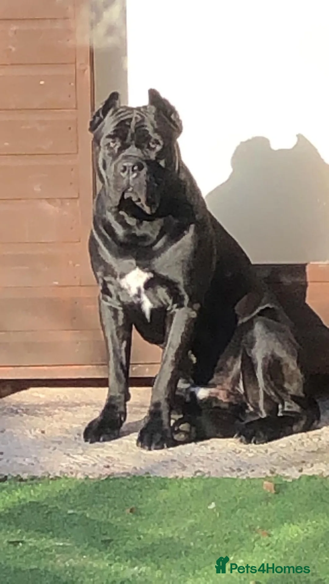 Cane Corso dogs for sale: Cane corso puppies  in Bromsgrove - Advert 2